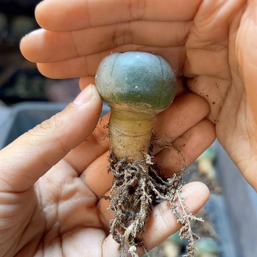 实生kk 勒骨乌2.8公分