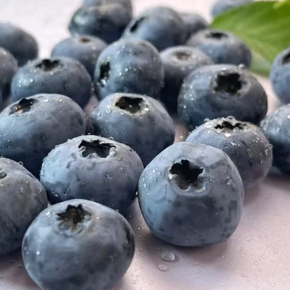 正宗丹东花香蓝莓爆汁脆甜可口蓝莓暖棚当日现采现发顺丰包邮