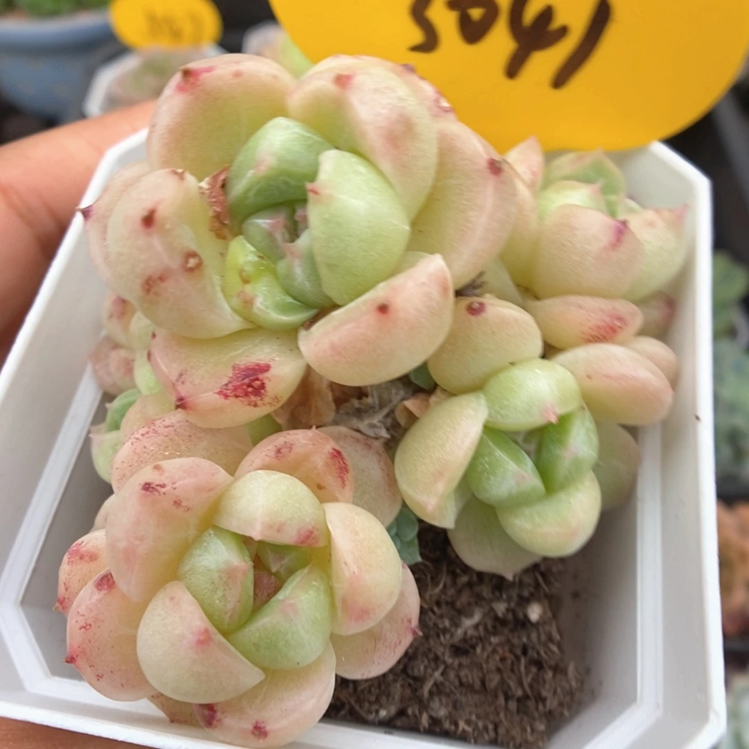 麦秆石化群生3041号。