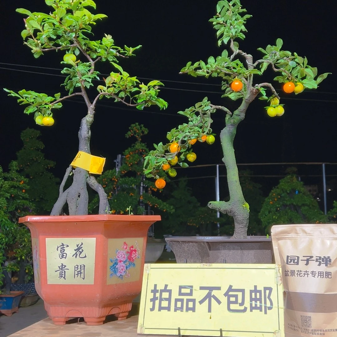 无花朵嫁接金弹子