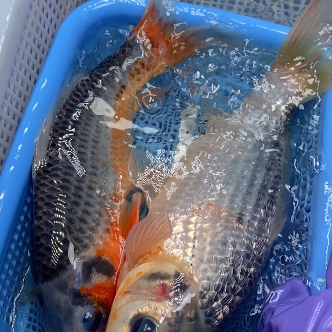 锦鲤冷水锦鲤包邮