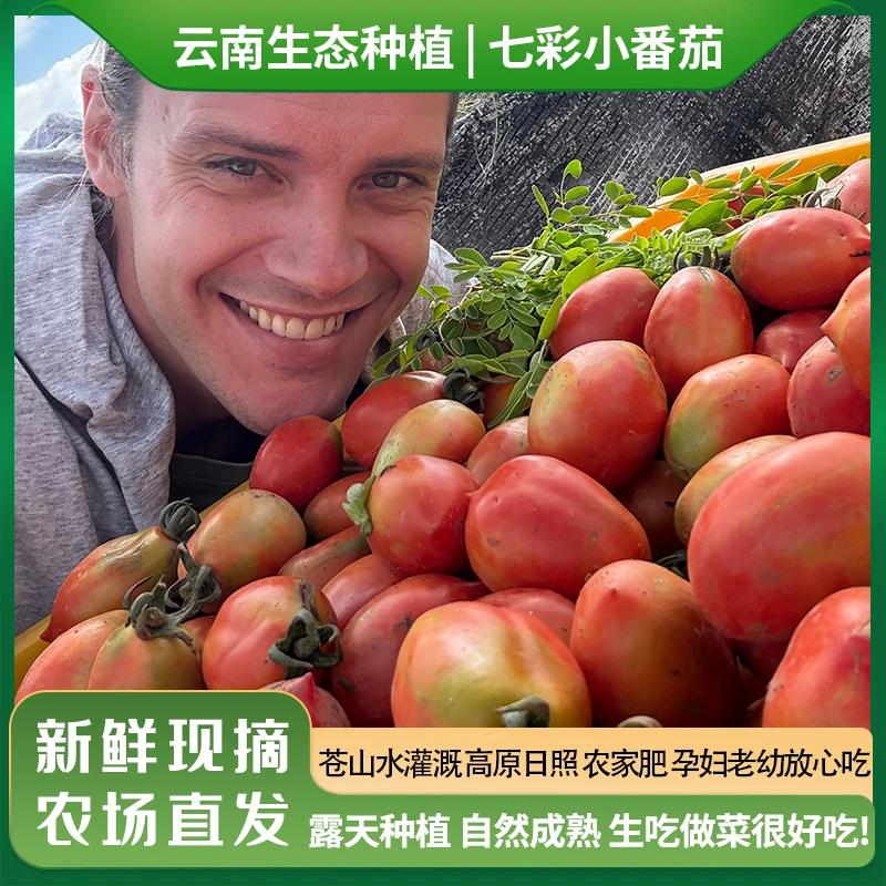 瑞典奶爸在大理｜生态种植新鲜七彩小番茄柿子圣女果生吃西红柿