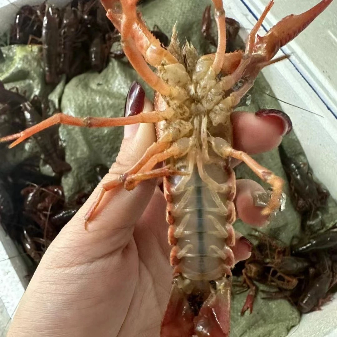 【鲜活小龙虾】广西虾