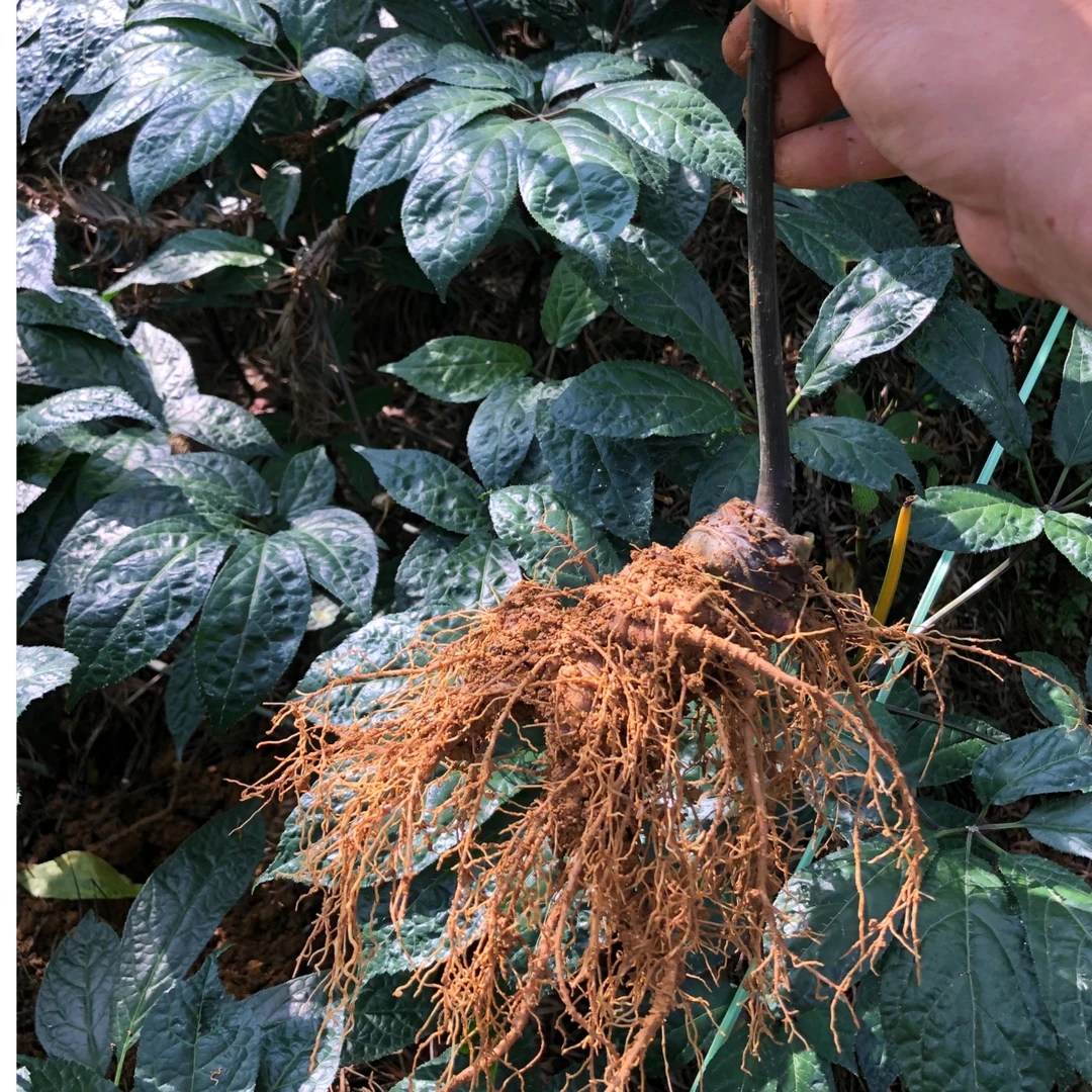 狼哥三七 现挖三七云南文山带根新鲜三七