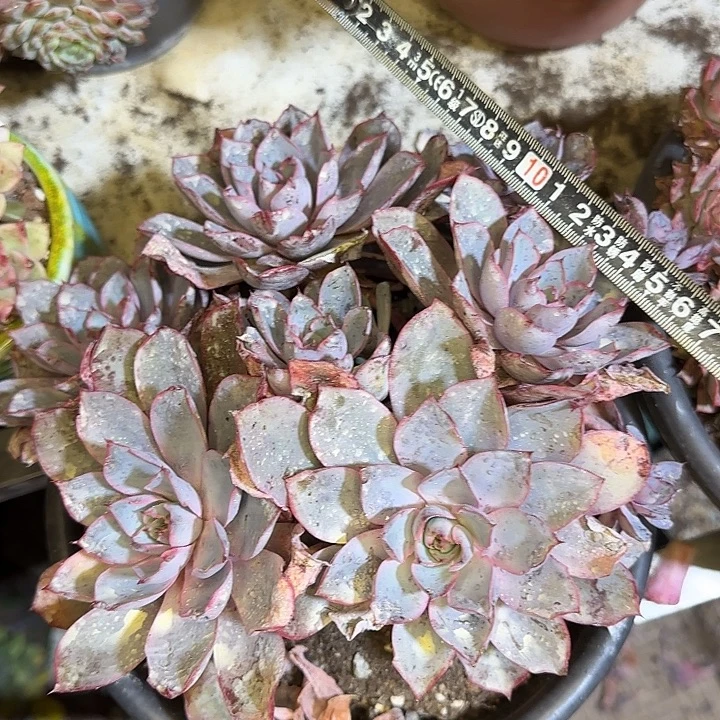 多肉植物一物一拍赫拉404