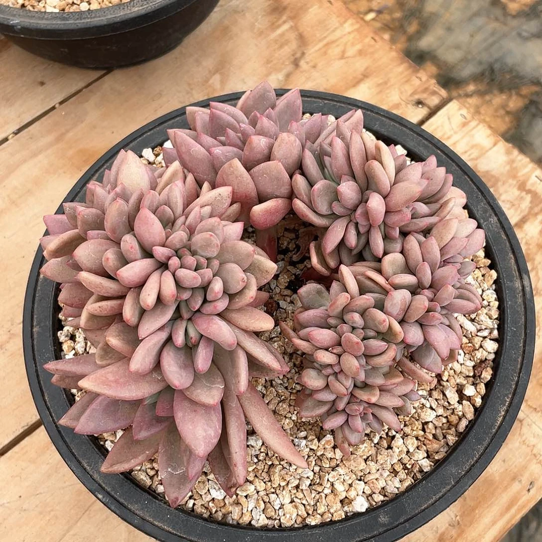多肉植物多肉植物