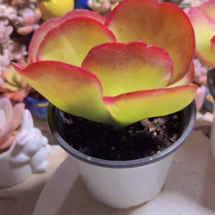 唐印锦多肉植物19.8