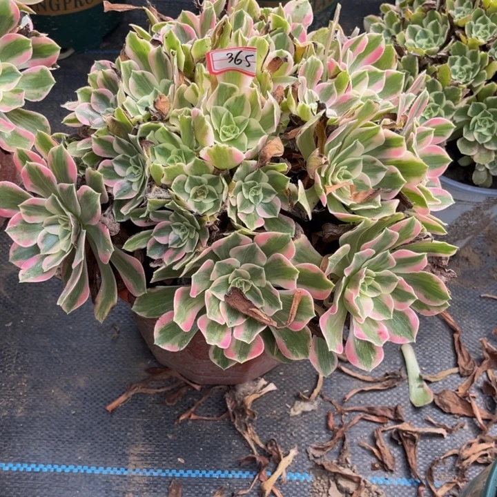 365女妖多肉植物法师