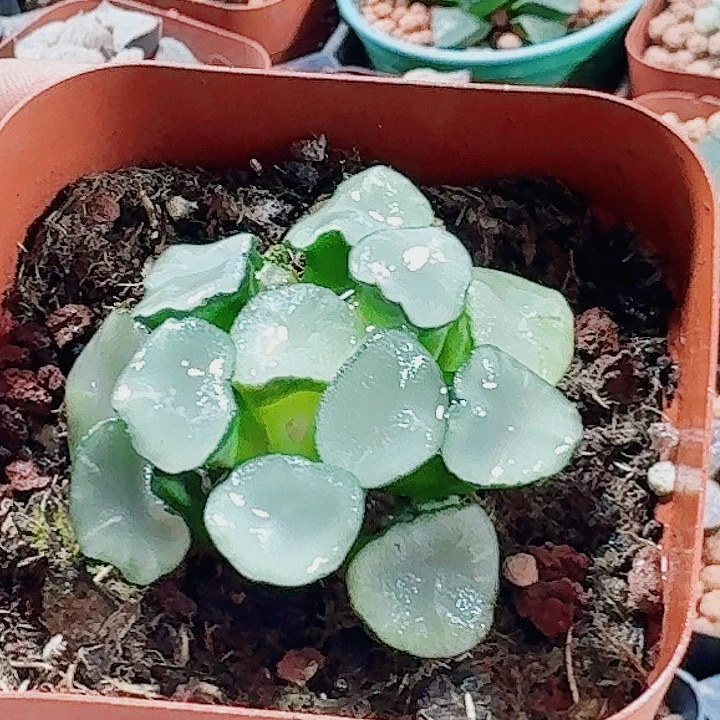 ****a无花朵十二卷 空门万象福利