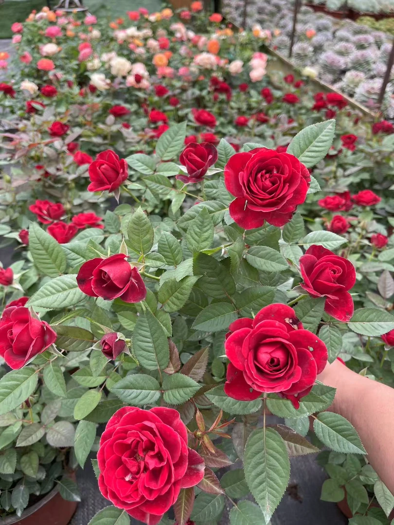 稀有浓香型玫瑰花盆栽花卉绿植适合室内外阳台种植四季开花