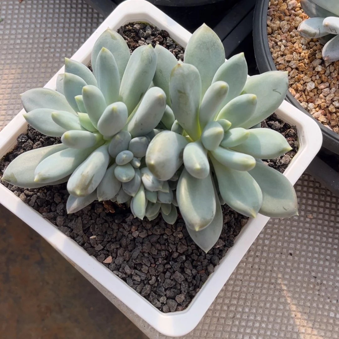 多肉植物哥特萝莉