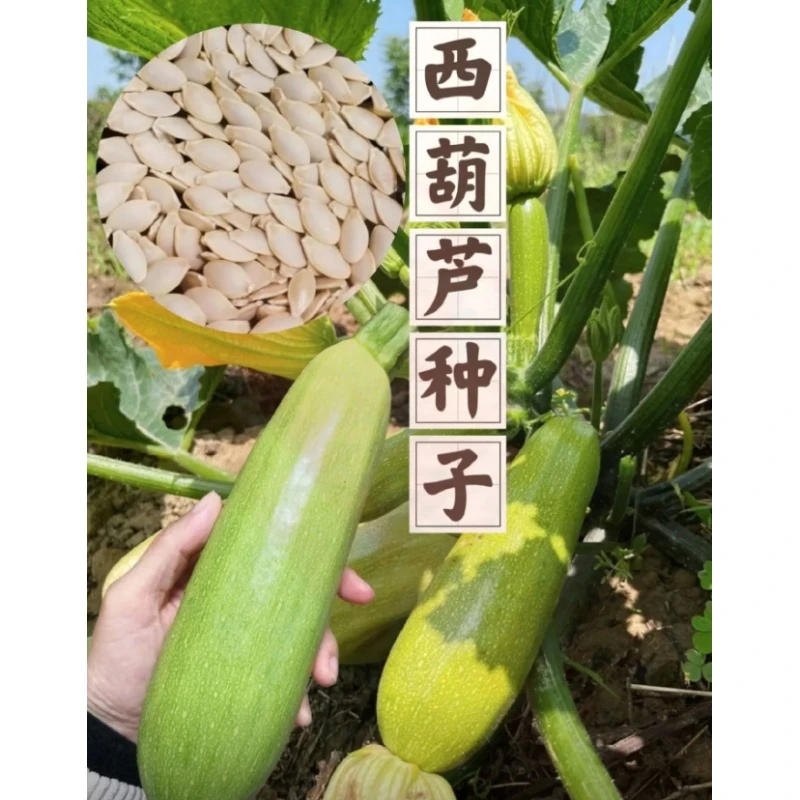 A-034【满3包包邮  满5包送一包】西葫芦种子