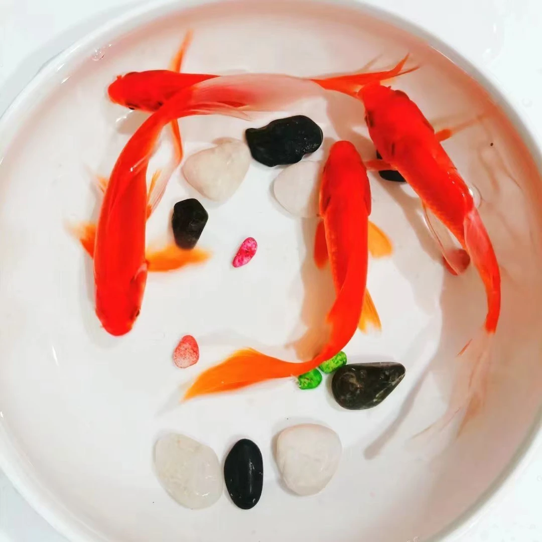 7-10厘米9条超大尺寸火焰红草金鱼冷水观赏鱼新手好养耐活包邮