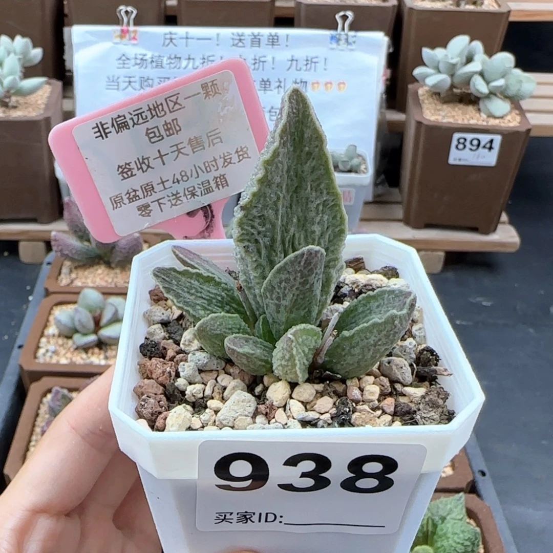 938酒红猪肝多肉