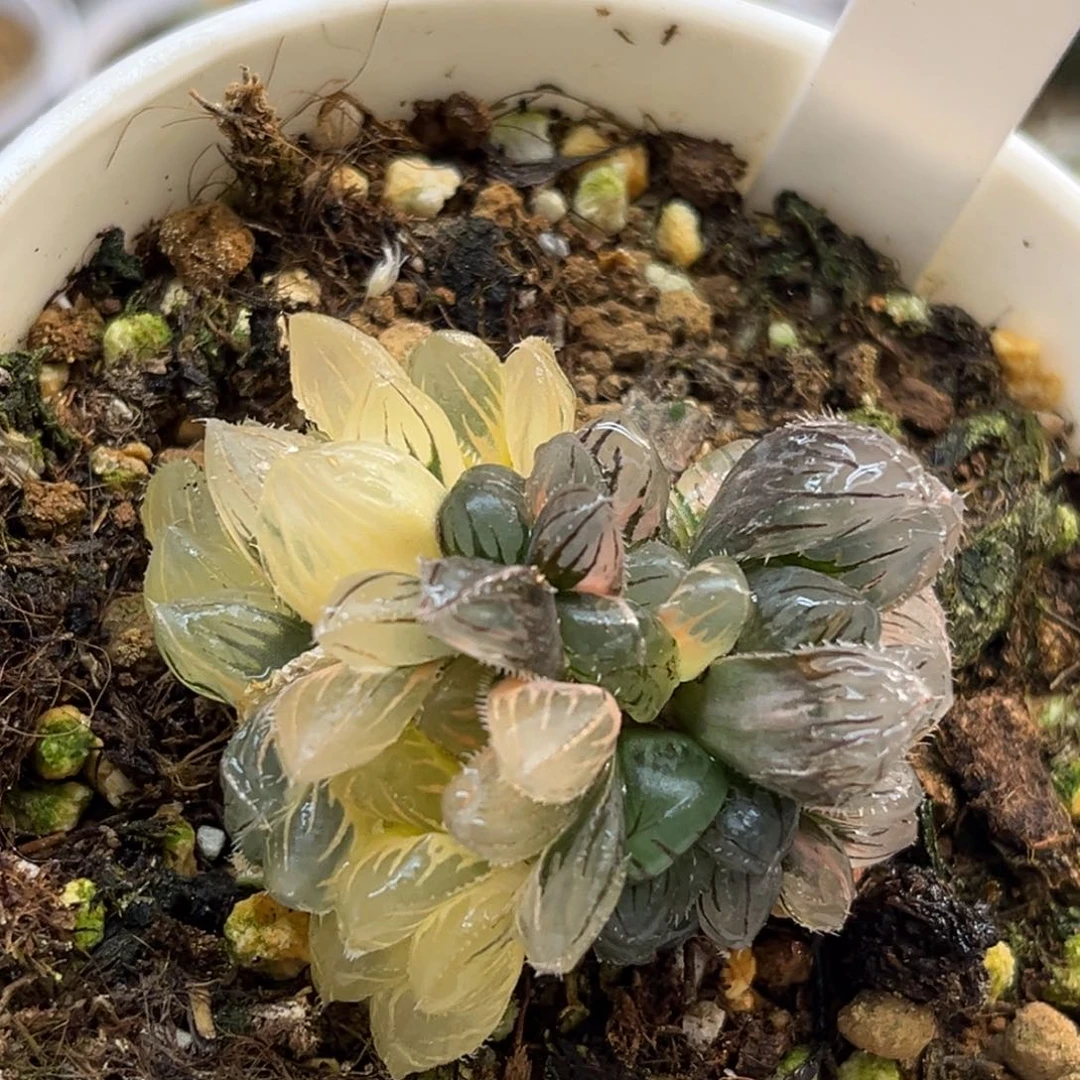 42群生冰灯毛玉露锦（两糊斑➕好锦）根一般介意勿拍）福利专场