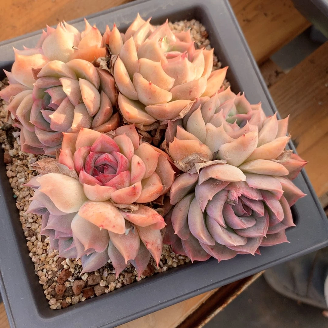 平**士5724瑕疵不售后特价处理