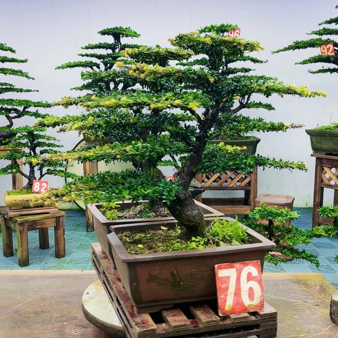 【闪购商品】无花朵