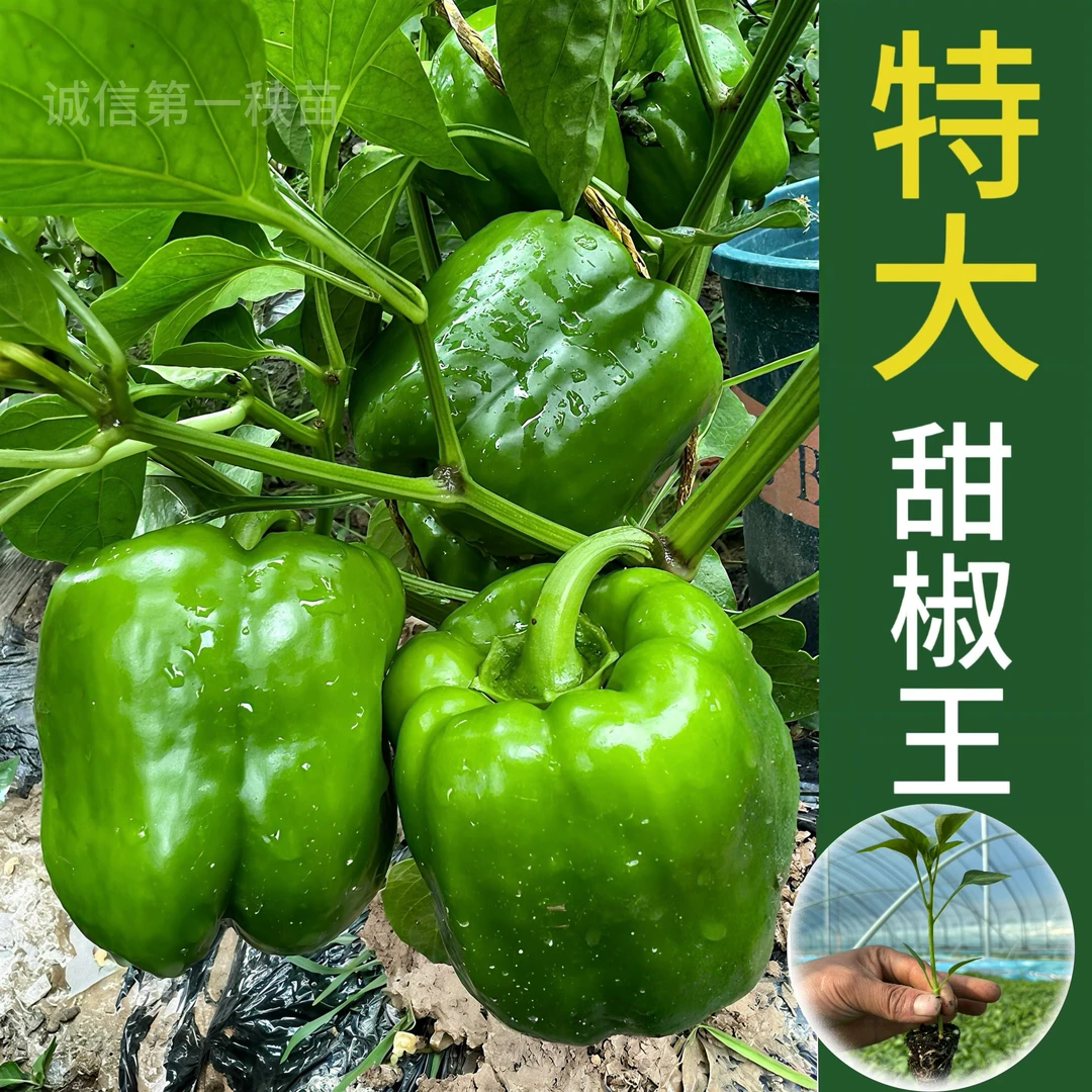 四方甜椒种子抗病高产红绿黄紫多彩蔬菜盆栽