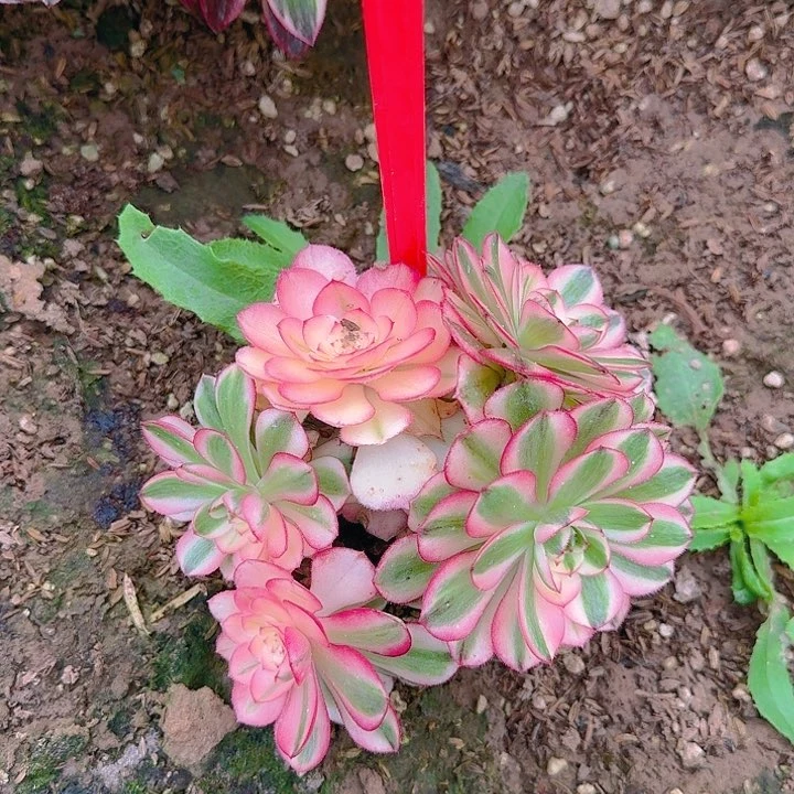 5-29倾城多肉法师