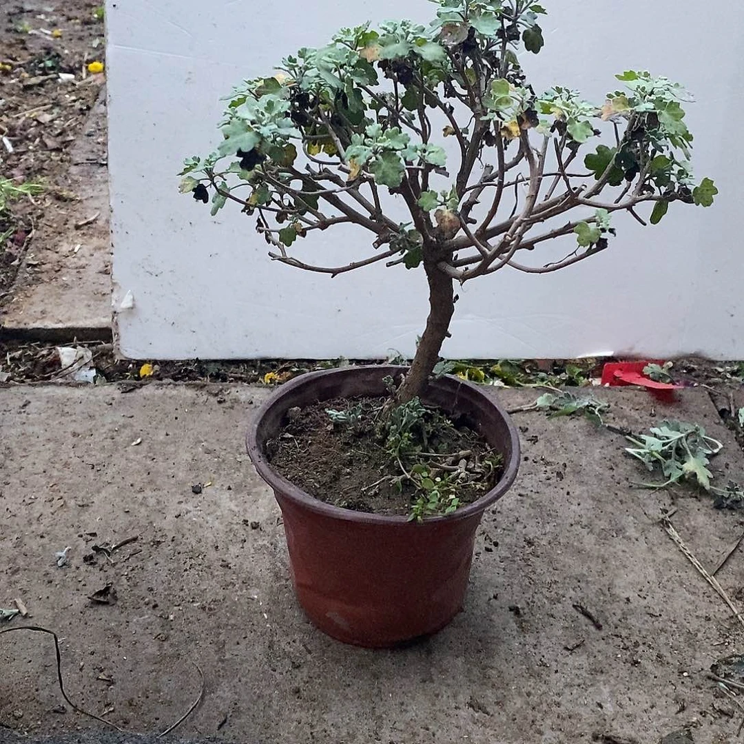 大***_完全开放盆景菊花