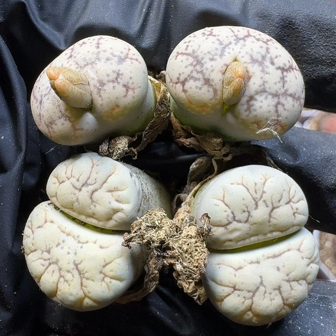 生石花11111。   276