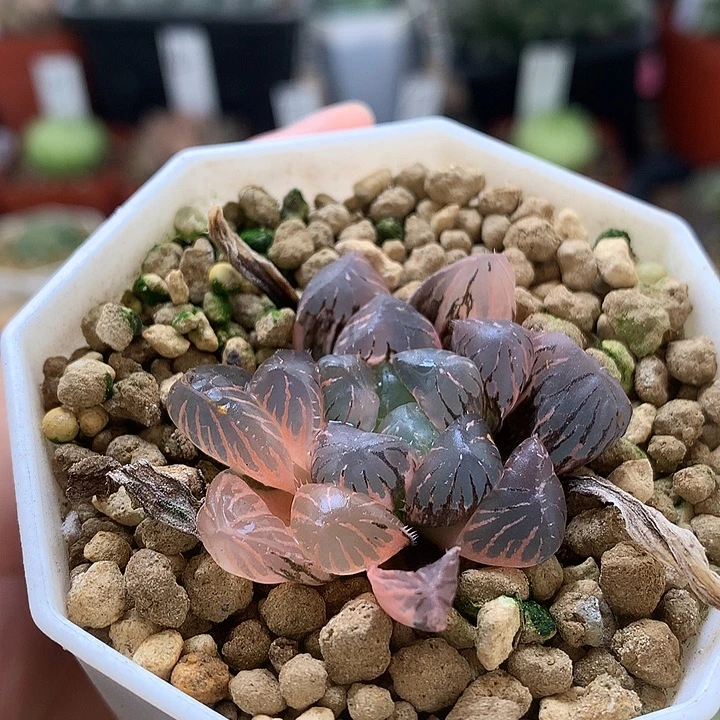 紫罗兰玉露锦带盆土发货