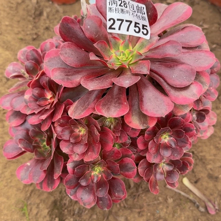 27755美杜莎多肉植物
