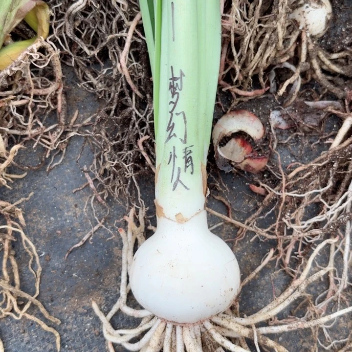 无花朵梦幻情人包对版