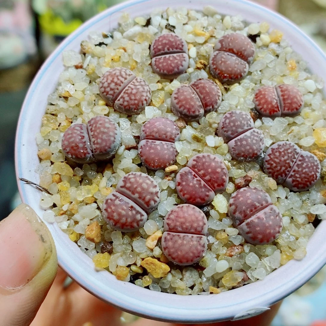 生石花花花花花花花532