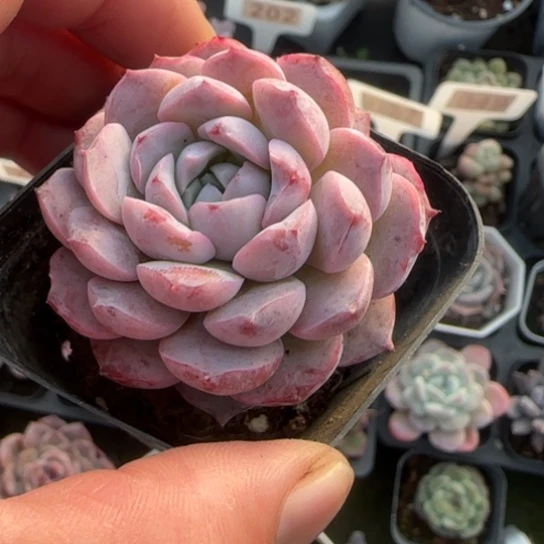 252恩宠多肉植物多