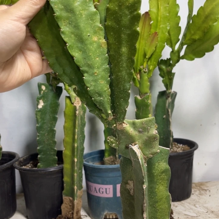 当前无花栽培后可以开花317