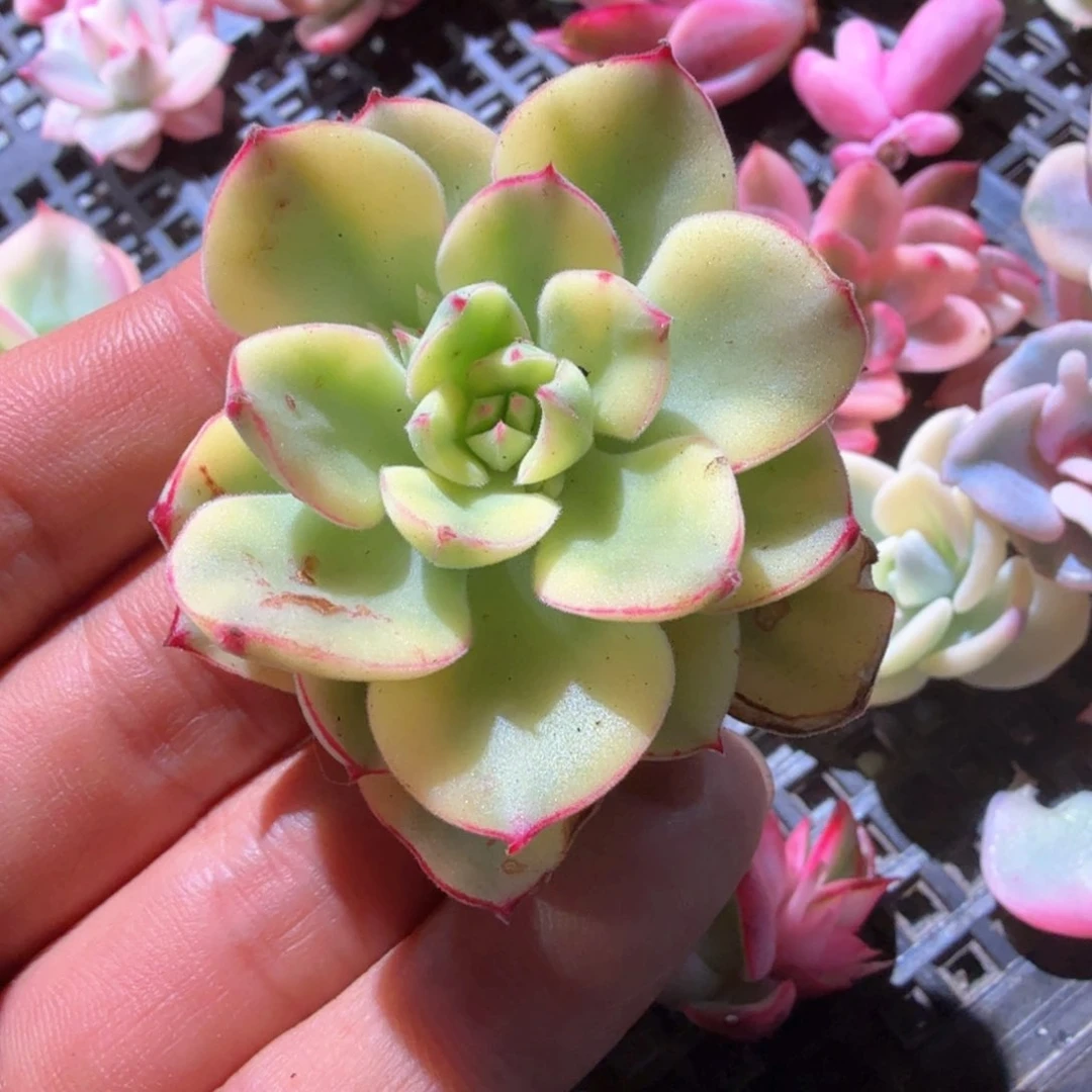 丹尼尔 ，锦上园艺量拍