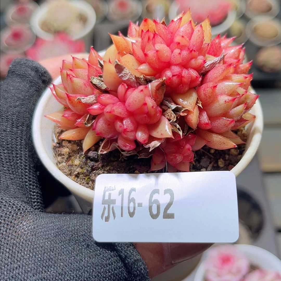 乐16-62 新品群不包整