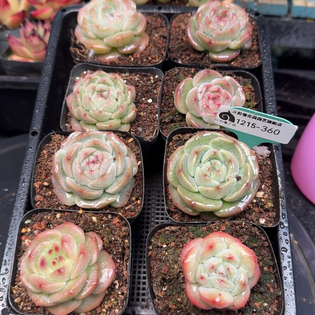 从前慢多肉精选编号1215.360