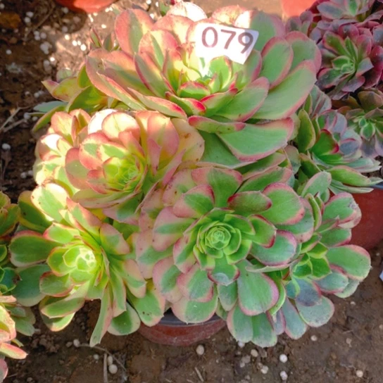 无花朵079多肉植物奶白