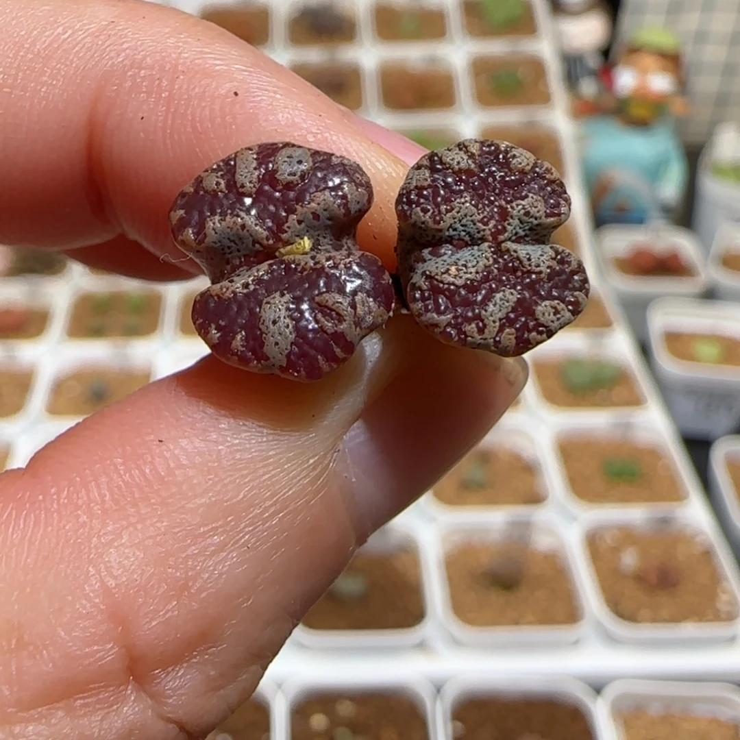 肉锥多肉植物组合-蝴蝶1298