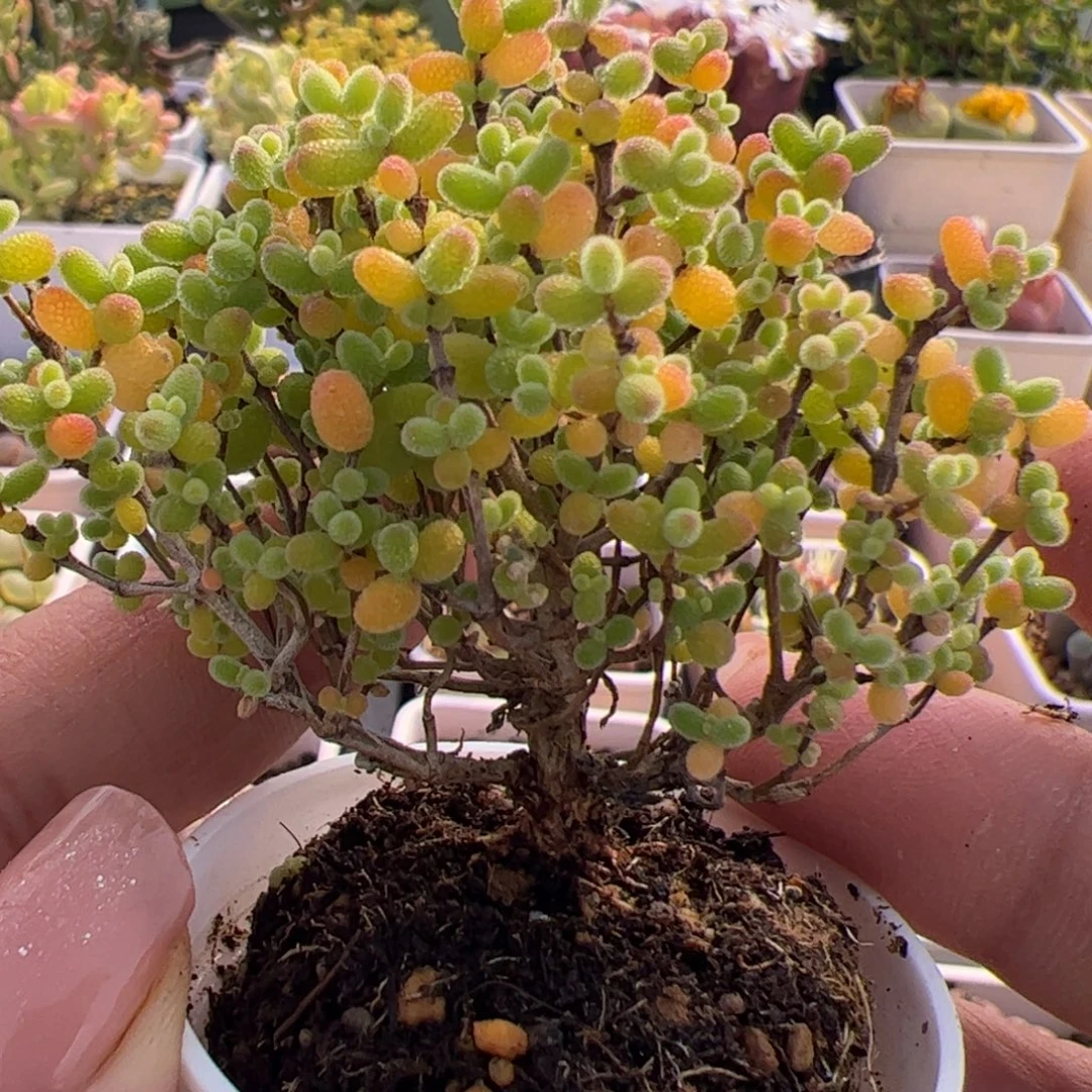 多肉植物枝干蜜桔