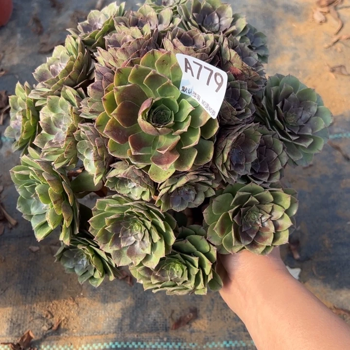 万拉丝多肉植物779.