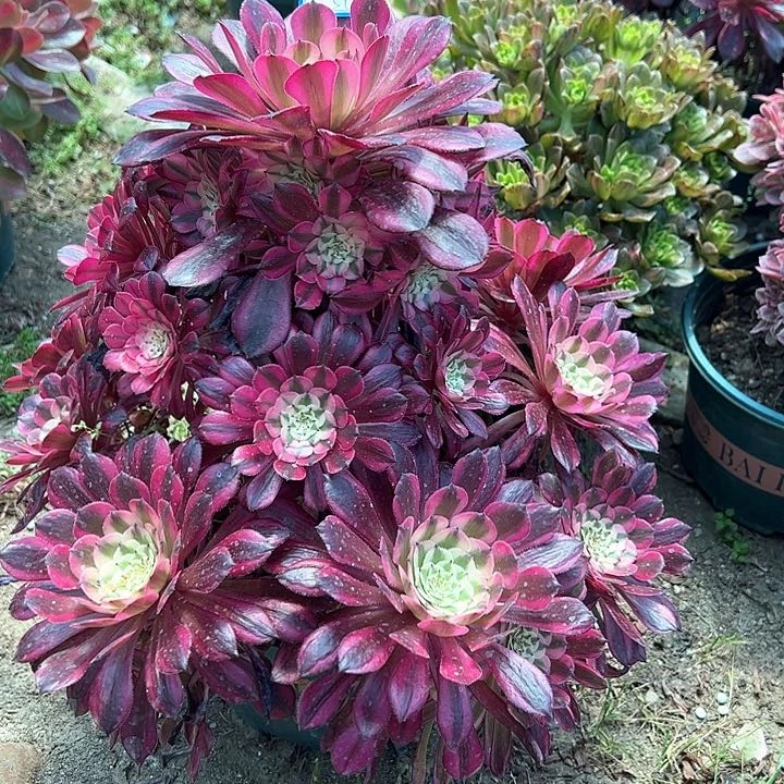 ╰****╯56红同白多肉植物