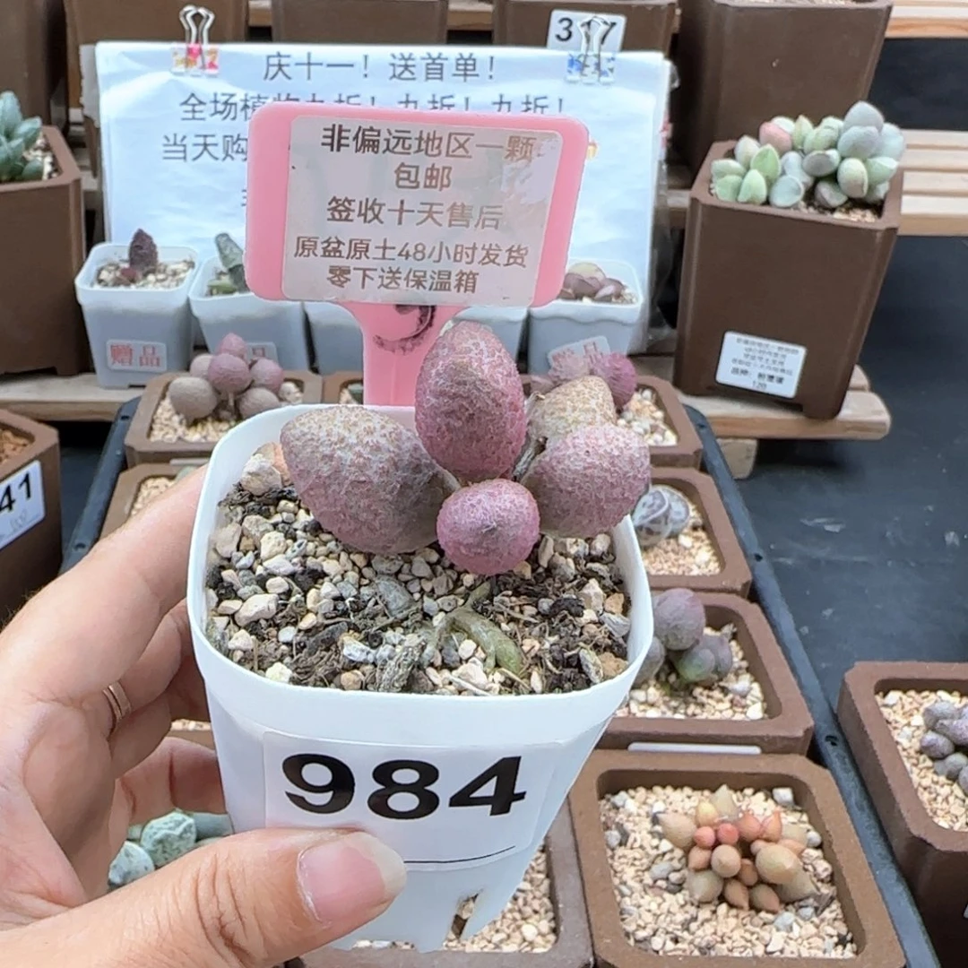 984服部多肉植物