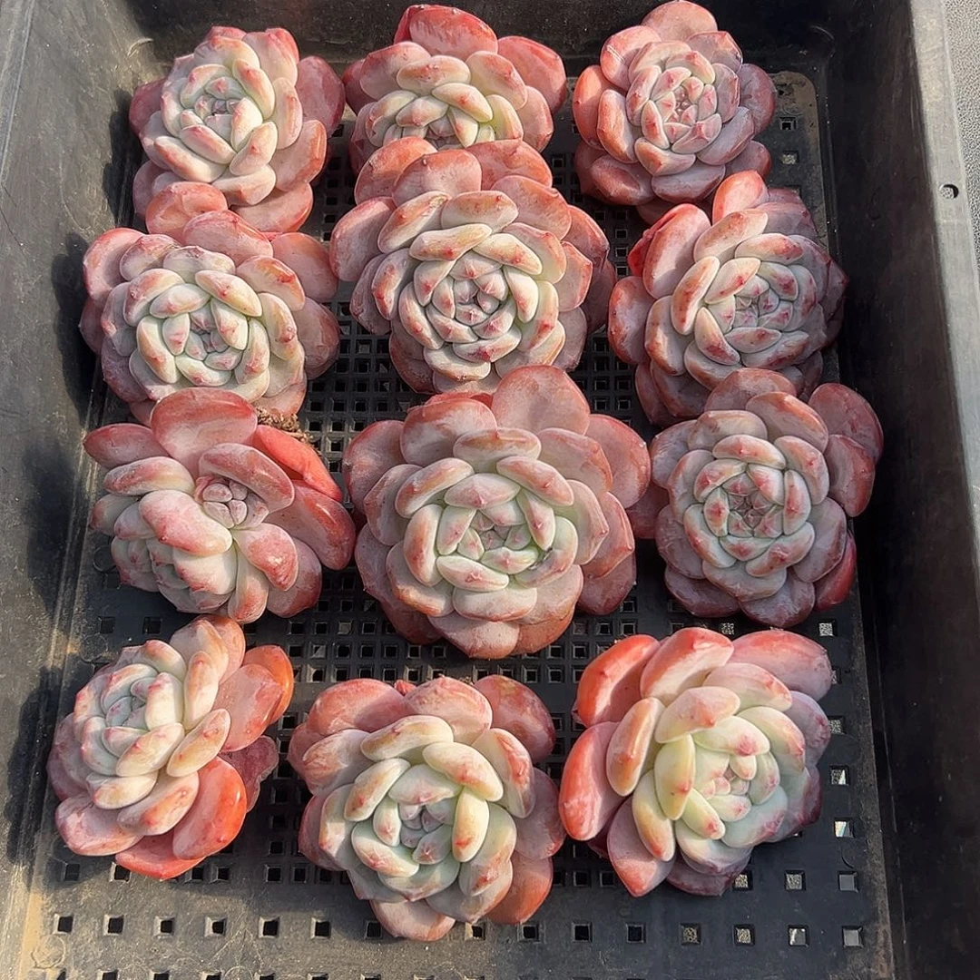 2714，12个粗腿单头星影脱土发货的