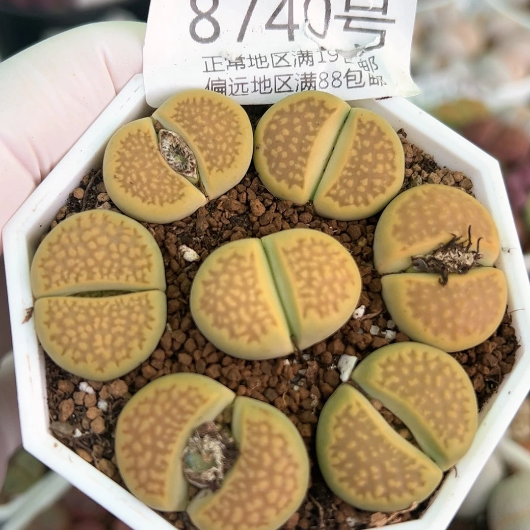 好养易活生石花大母本8740