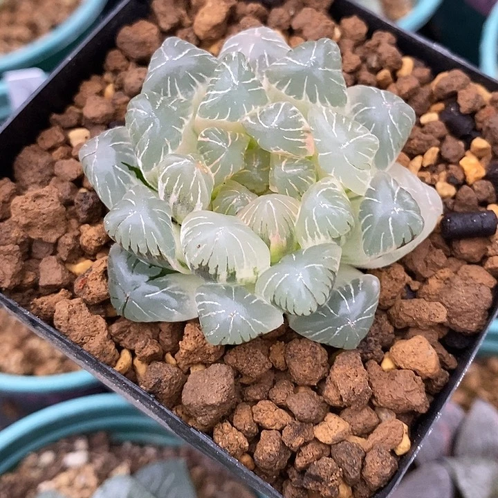 主****乐22557十二卷实生一盆