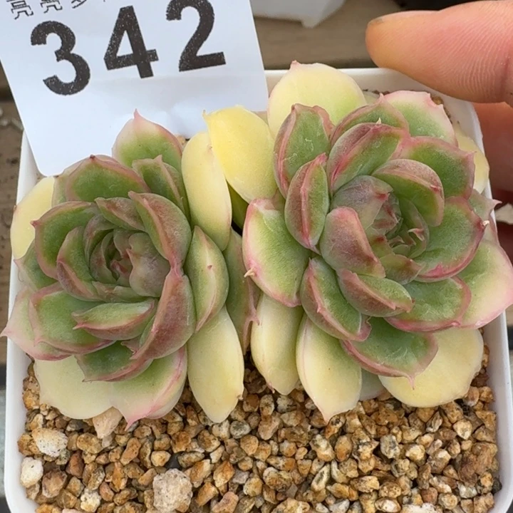 双头水晶虾饺            多肉植物