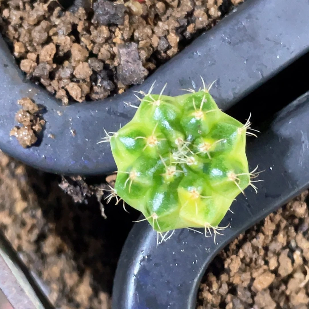 无花朵泰系名品侧，绿袖子