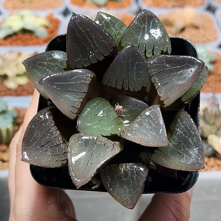 十二卷多肉日月潭