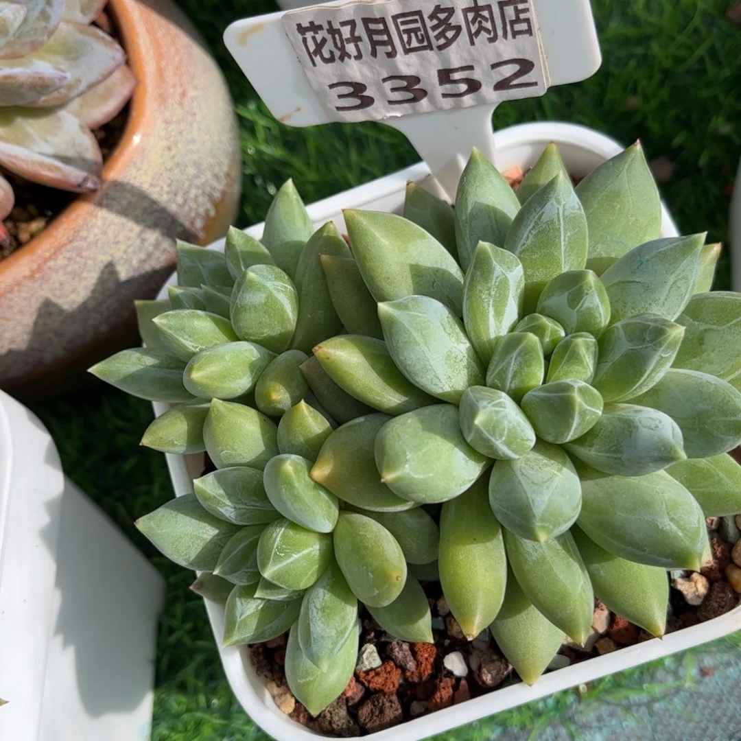 多肉植物3352一定要拍个冷链哦