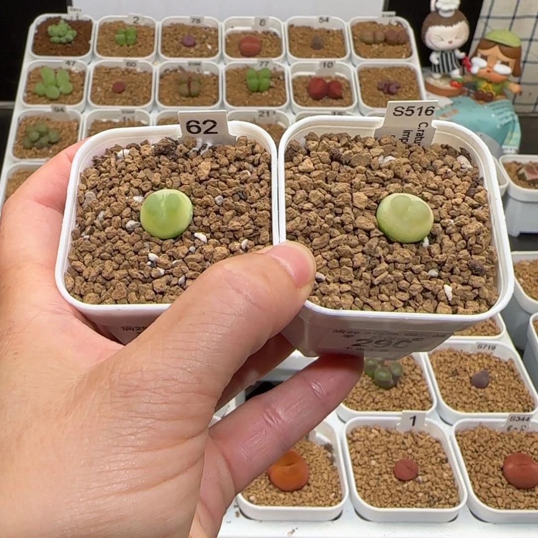 R***i肉锥多肉植物组合-894