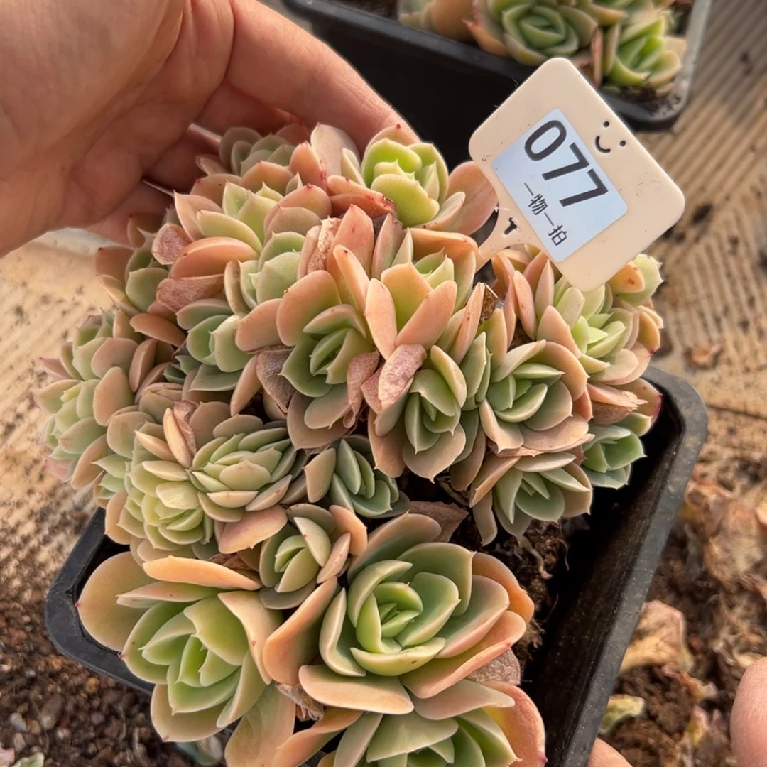 浅***然77、收到单独发反反复复