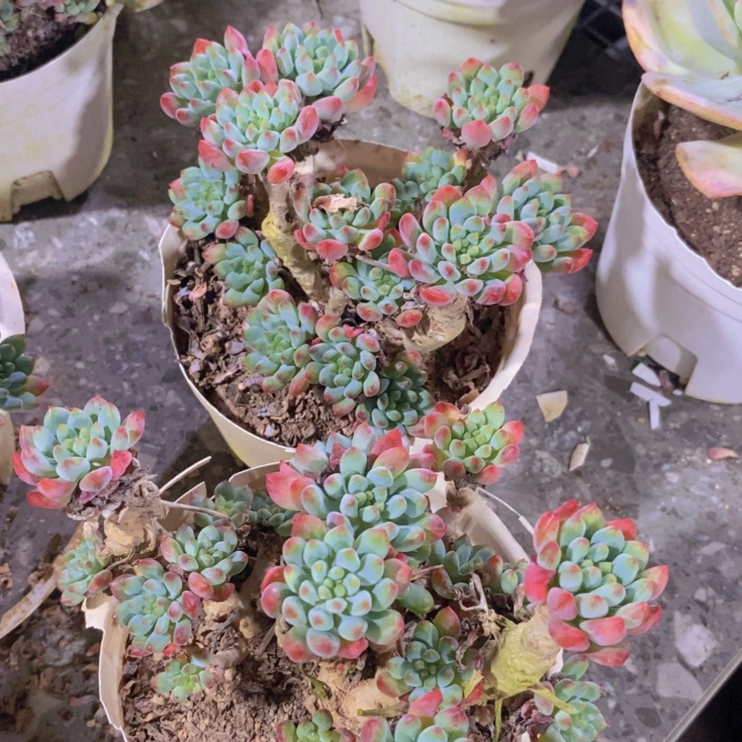 蓝苹果整桩整群两盆